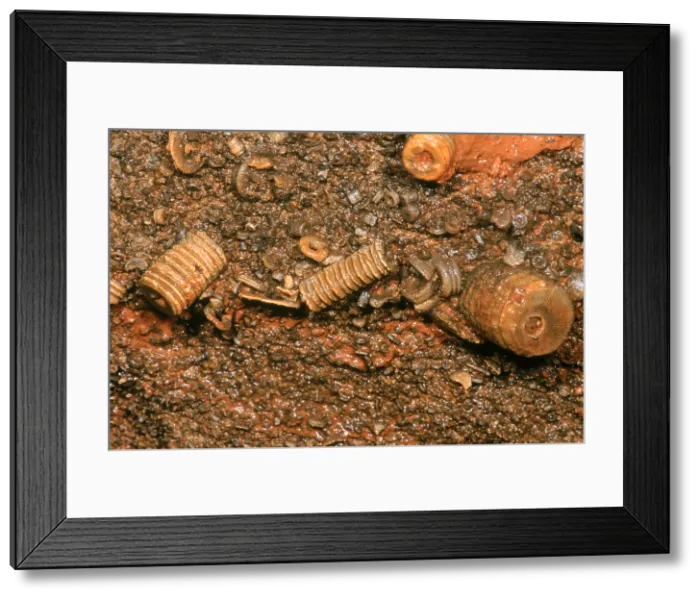 Framed Print : Fossil Crinoids Framed Print : Fossil Crinoids