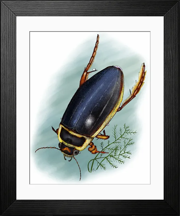Framed Print : Great diving beetle Framed Print : Great diving beetle