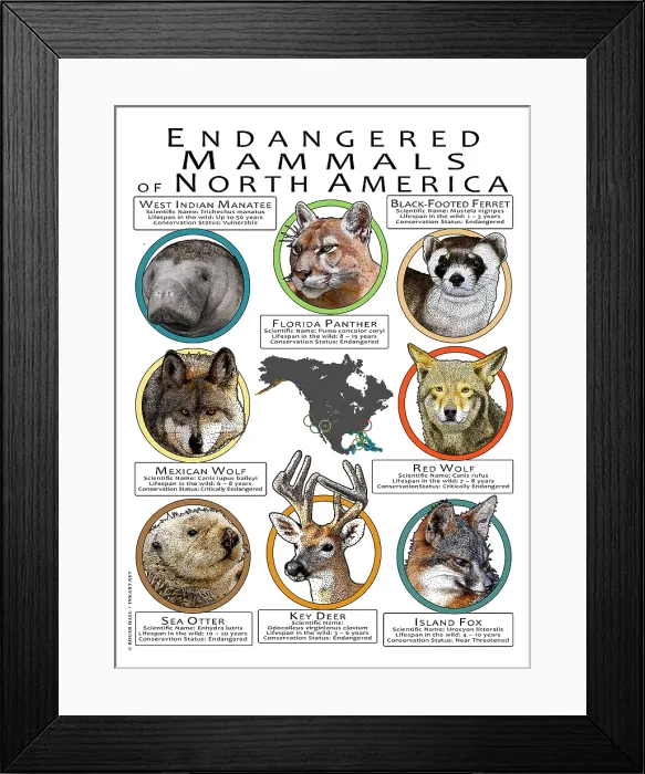 Framed Print : Endangered Mammals of North America Framed Print : Endangered Mammals of North America
