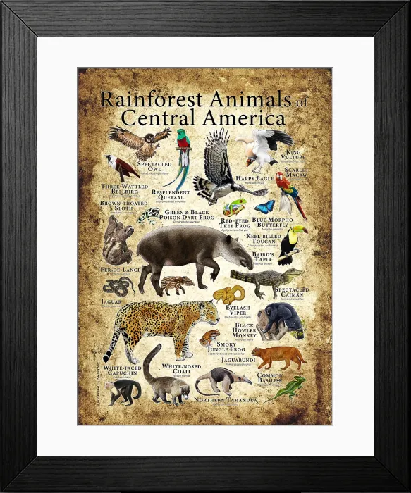 Framed Print : Rainforest Animals of Central America