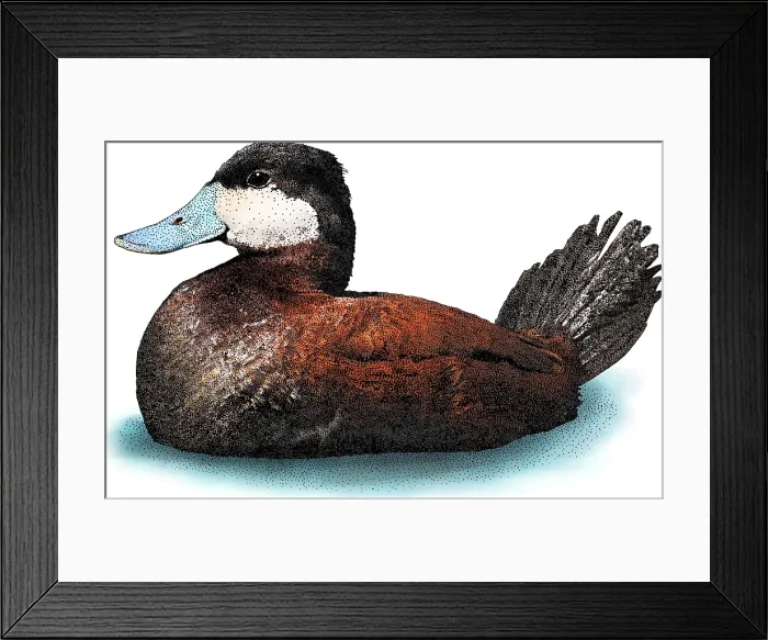 Framed Print : Ruddy Duck, Oxyura jamaicensis, Illustration Framed Print : Ruddy Duck, Oxyura jamaicensis, Illustration
