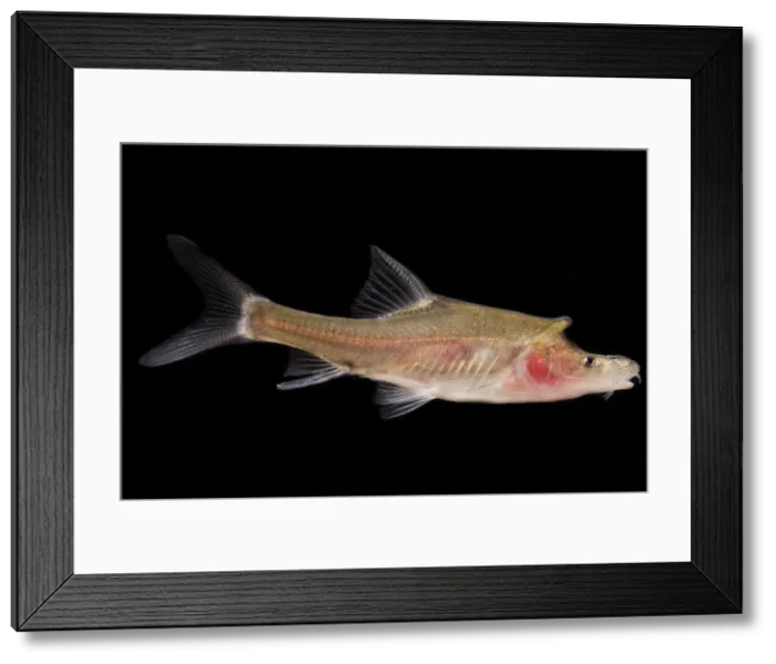 Framed Print : Tiled Golden-line Barbel (Sinocyclocheilus tilehornes) Framed Print : Tiled Golden-line Barbel (Sinocyclocheilus tilehornes)