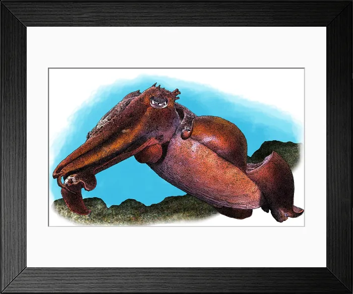 Framed Print : Australian giant cuttlefish Framed Print : Australian giant cuttlefish