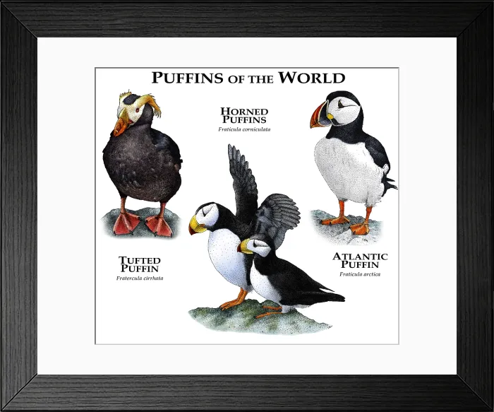 Framed Print : Puffins of the World Framed Print : Puffins of the World