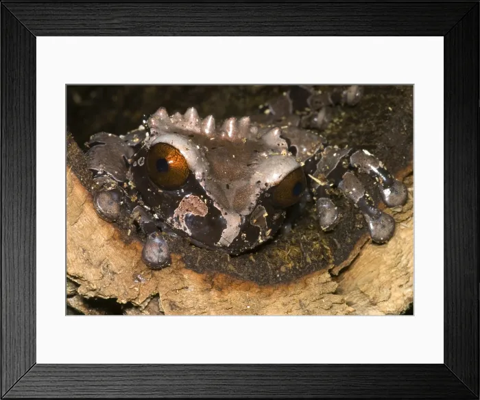 Framed Print : Crowned Tree Frog