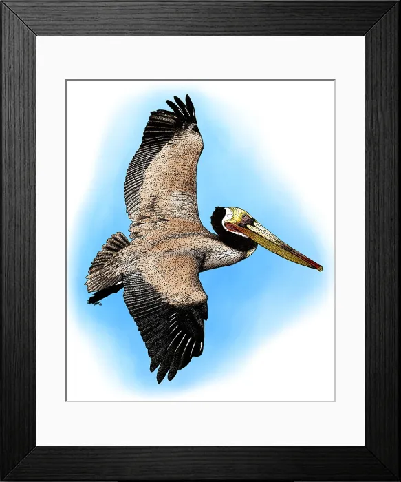 Framed Print : Brown Pelican Framed Print : Brown Pelican