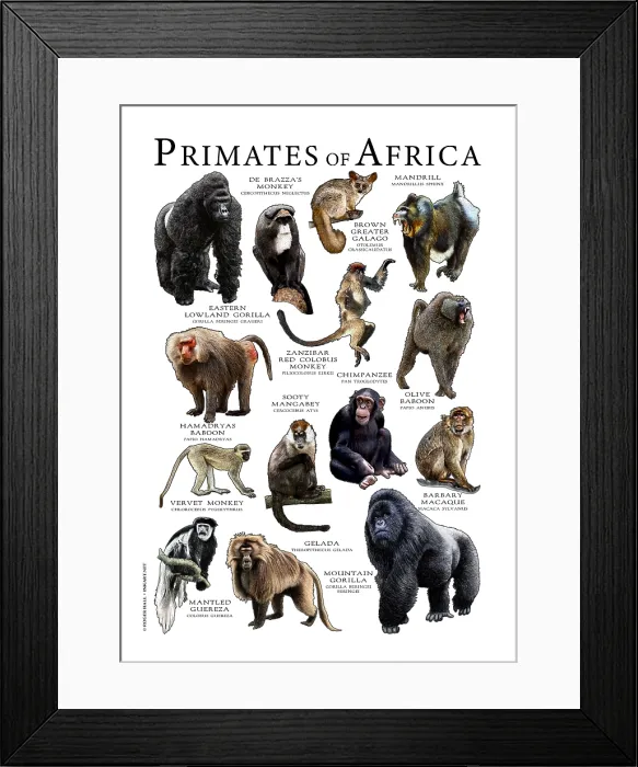 Framed Print : Primates of Africa Framed Print : Primates of Africa