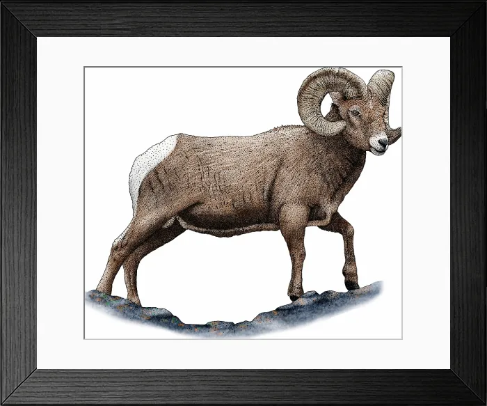 Framed Print : Rocky mountain bighorn sheep Framed Print : Rocky mountain bighorn sheep