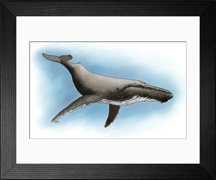 Framed Print : Humpback Whale Framed Print : Humpback Whale