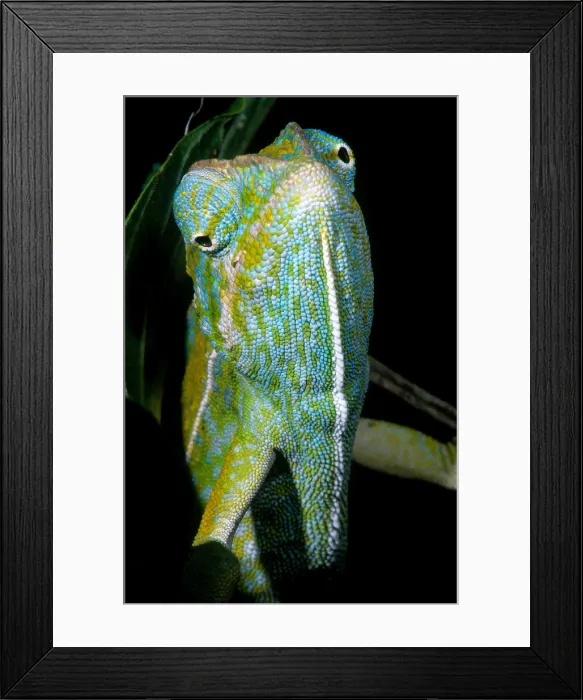 Framed Print : Carpet Chameleon Framed Print : Carpet Chameleon