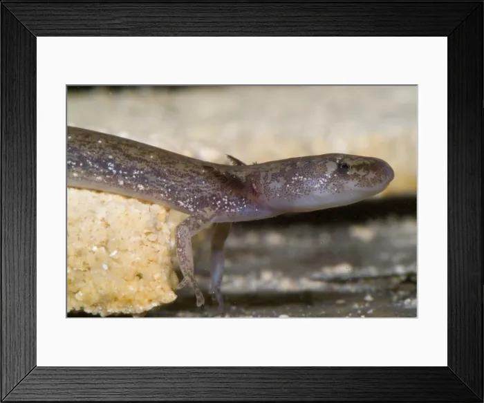 Framed Print : Barton Springs Salmander