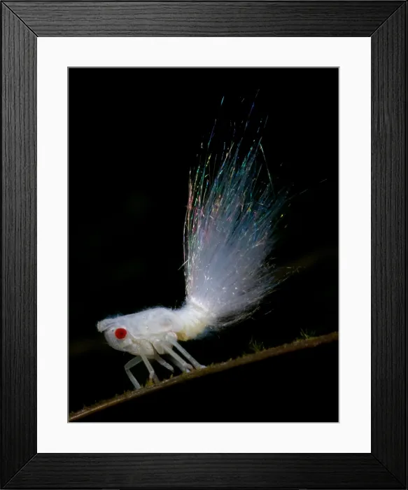 Framed Print : Ornate Hopper Framed Print : Ornate Hopper