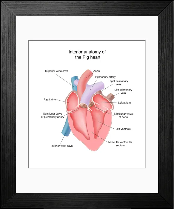Framed Print : Pig Heart, Interior Anatomy Framed Print : Pig Heart, Interior Anatomy