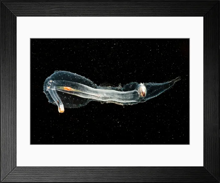 Framed Print : Heteropod Mollusk