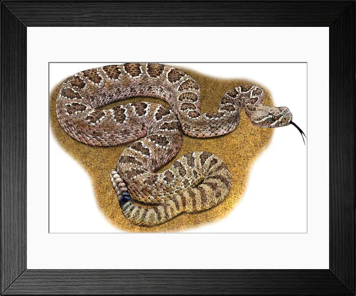 Framed Print : Prairie Rattlesnake, Illustration Framed Print : Prairie Rattlesnake, Illustration