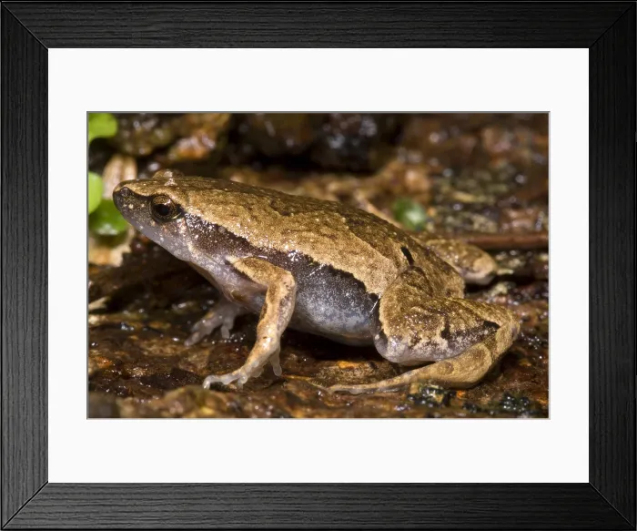 Framed Print : Bolivian Bleating Frog Framed Print : Bolivian Bleating Frog
