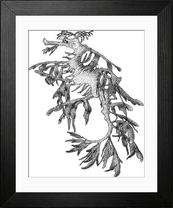 Framed Print : Leafy Sea Dragon