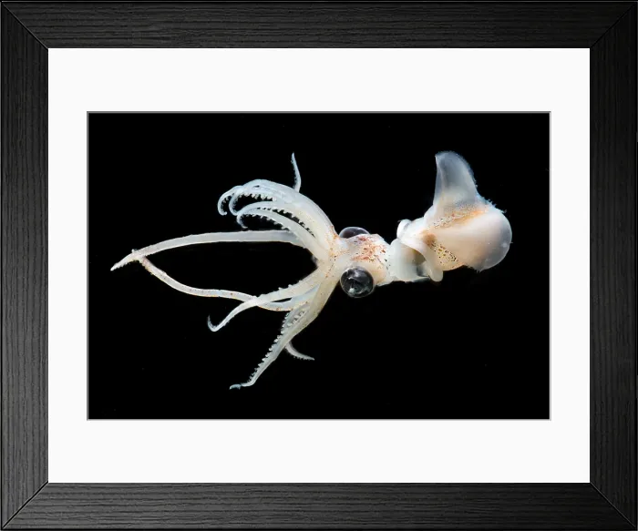 Framed Print : Sharpear Enope Squid (Ancistrocheirus lesueurii) Framed Print : Sharpear Enope Squid (Ancistrocheirus lesueurii)