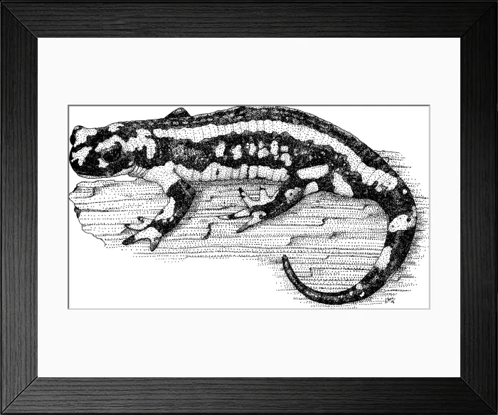 Framed Print : Fire Salamander Framed Print : Fire Salamander