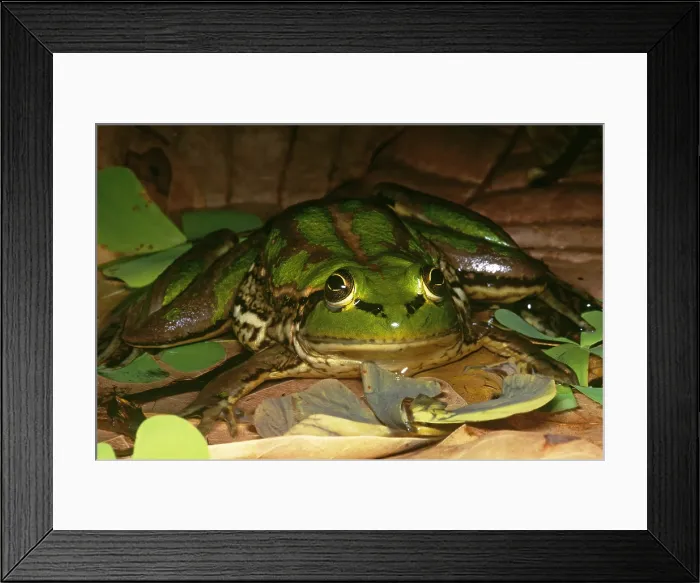 Framed Print : Paradox Frog Framed Print : Paradox Frog