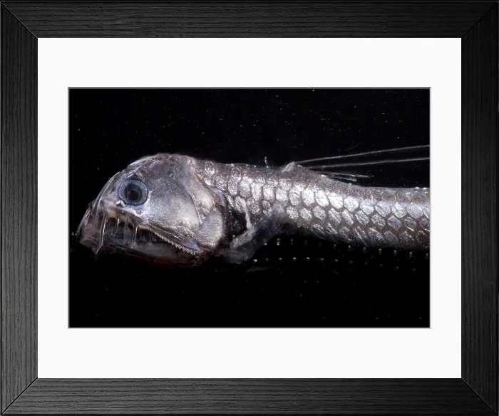 Framed Print : Sloane's Viperfish Framed Print : Sloane's Viperfish