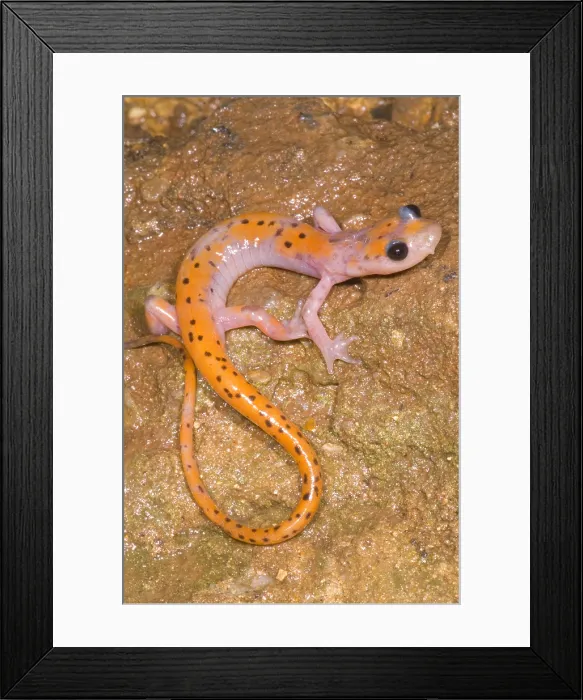 Framed Print : Cave Salamander Framed Print : Cave Salamander