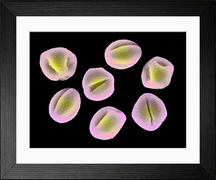 Framed Print : Marsh Marigold Pollen Grains Framed Print : Marsh Marigold Pollen Grains