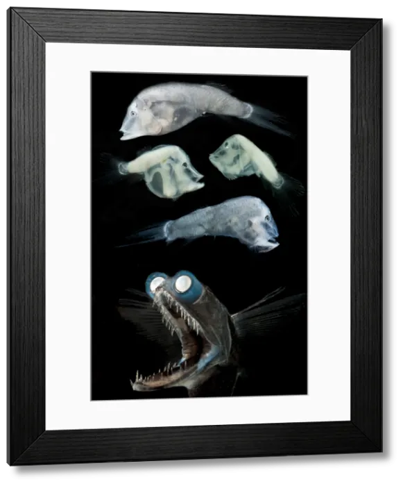 Framed Print : Telescopefish (Gigantura sp.) life stages