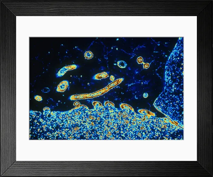 Framed Print : TEM of Respiratory Syncytial Virus Framed Print : TEM of Respiratory Syncytial Virus