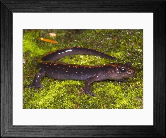 Framed Print : Japanese Clawed Salamander Framed Print : Japanese Clawed Salamander