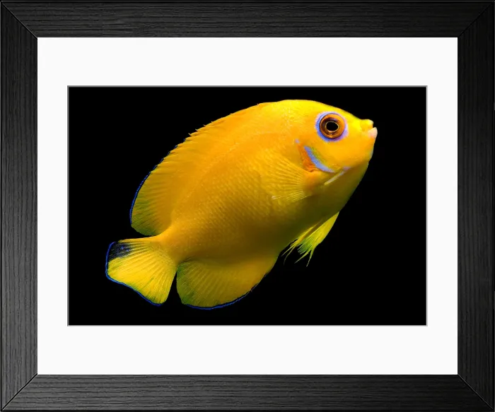 Framed Print : Lemonpeel Angelfish Framed Print : Lemonpeel Angelfish