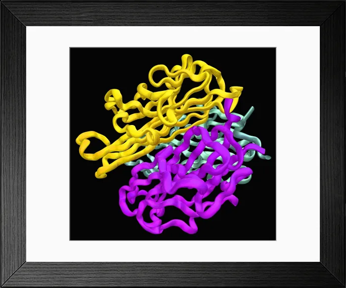 Framed Print : Molecular Model of RANKL