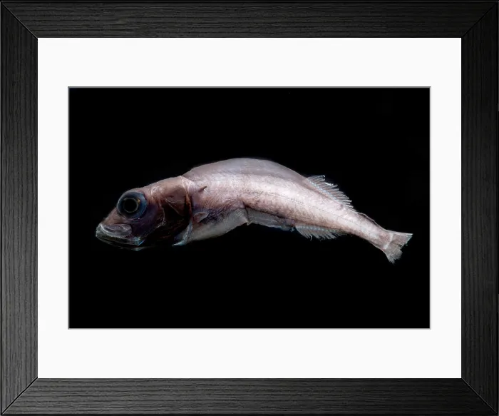 Framed Print : Legless Searsid Fish Framed Print : Legless Searsid Fish