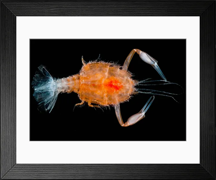 Framed Print : Larval Blind Lobster Framed Print : Larval Blind Lobster