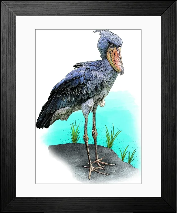 Framed Print : Shoebill. Illustration of a Shoebill (Balaeniceps rex) Framed Print : Shoebill. Illustration of a Shoebill (Balaeniceps rex)