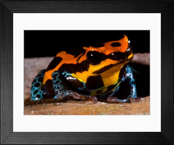 Framed Print : Amazonian Poison Frog Framed Print : Amazonian Poison Frog