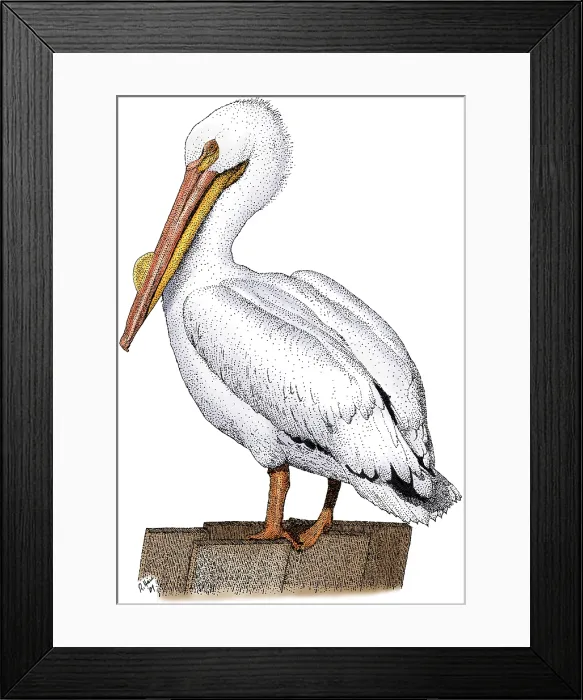 Framed Print : White Pelican Framed Print : White Pelican