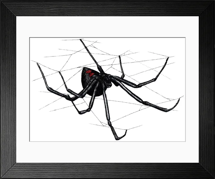 Framed Print : Black Widow Spider Framed Print : Black Widow Spider