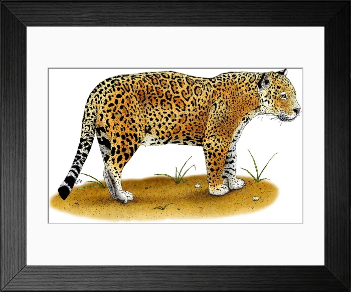 Framed Print : Jaguar, (Panthera onca) Framed Print : Jaguar, (Panthera onca)