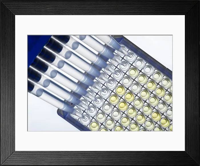 Framed Print : Adding Reagent to Microplate Framed Print : Adding Reagent to Microplate