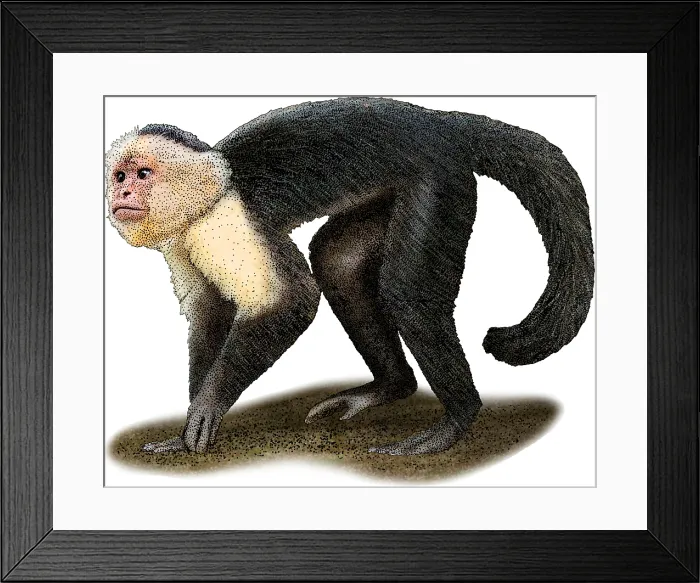 Framed Print : White-headed Capuchin, Illustration Framed Print : White-headed Capuchin, Illustration