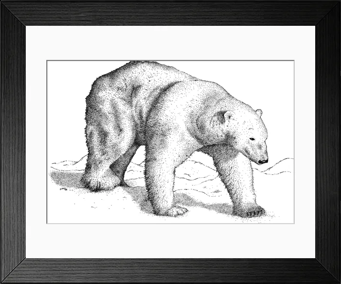 Framed Print : Polar Bear Framed Print : Polar Bear