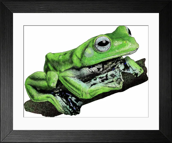 Framed Print : Norhayatis Flying Frog Framed Print : Norhayatis Flying Frog