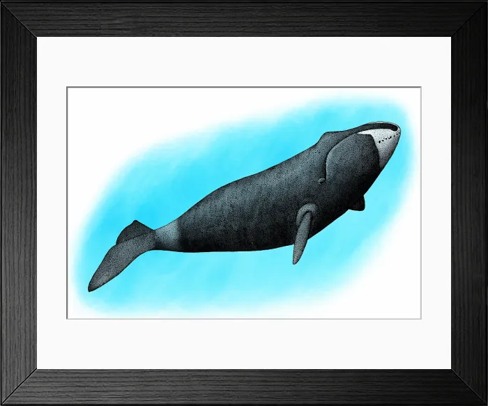 Framed Print : Bowhead whale Framed Print : Bowhead whale