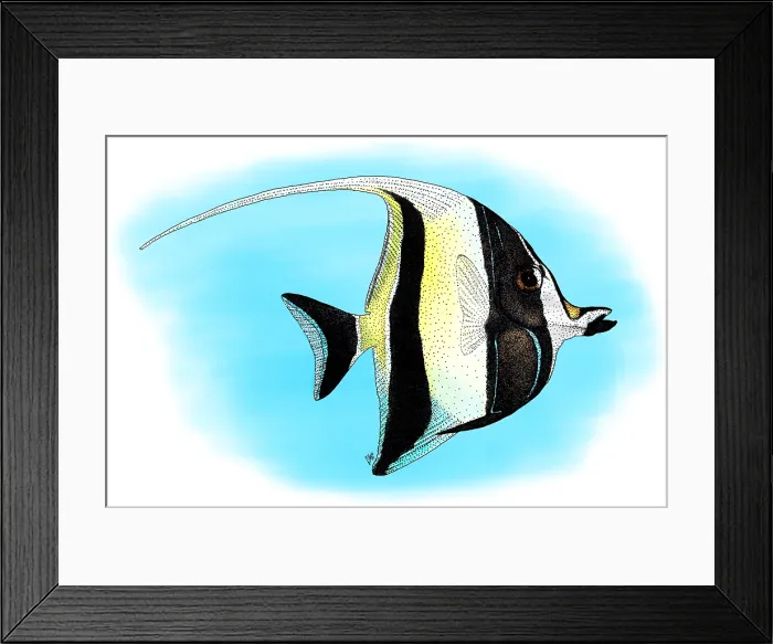 Framed Print : Moorish Idol Framed Print : Moorish Idol