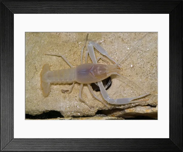 Framed Print : Orange Lake Cave Crawfish Framed Print : Orange Lake Cave Crawfish