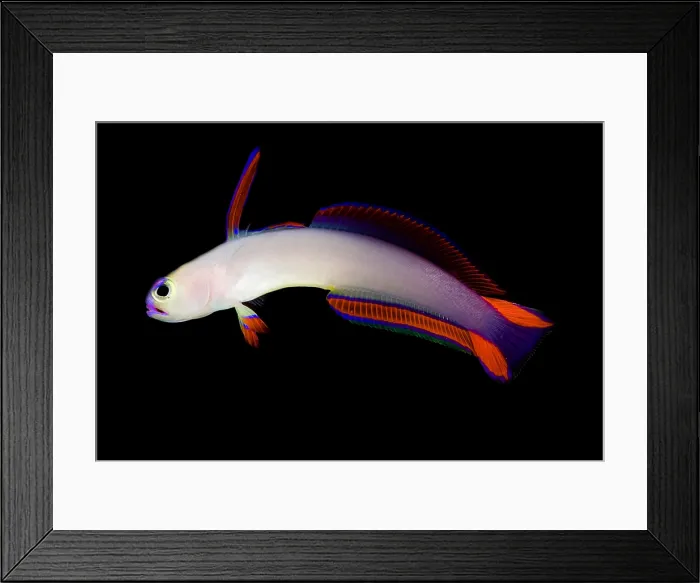 Framed Print : Purple Firefish Framed Print : Purple Firefish