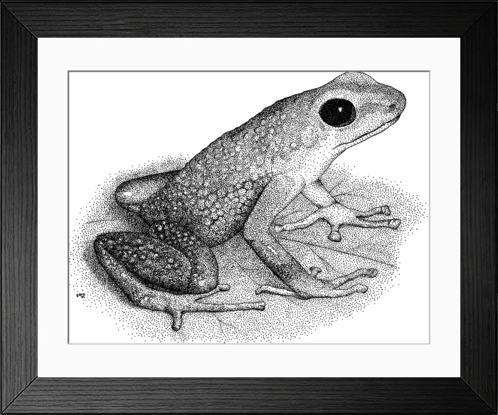Framed Print : Granular Poison Dart Frog Framed Print : Granular Poison Dart Frog