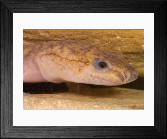 Framed Print : West Virginia Spring Salamander