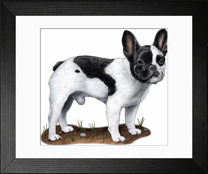 Framed Print : French bulldog Framed Print : French bulldog